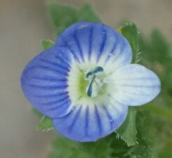 Veronica persica Flower